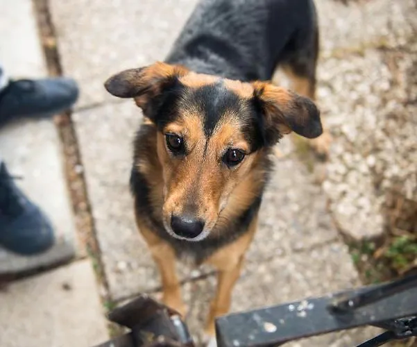 Haus Steger Apartment *